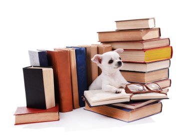 çok güzel chihuahua köpek üzerinde beyaz izole kitap yığını