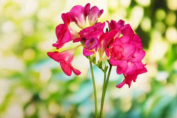 緑色の背景で、美しい freesias — ストック写真