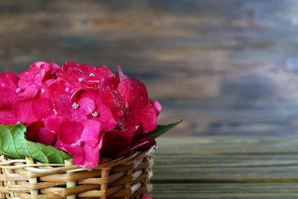 Beautiful pink hydrangea flowers on wooden background — Stock Photo, Image