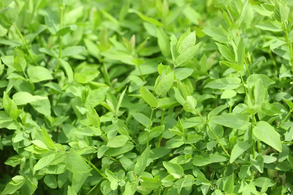 Belle foglie primaverili, da vicino — Foto Stock