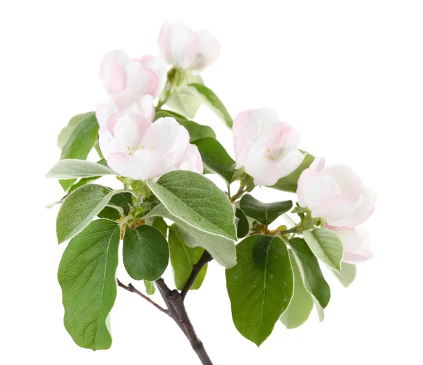 Ramo de árvore de maçã com flores, isolado em branco — Fotografia de Stock