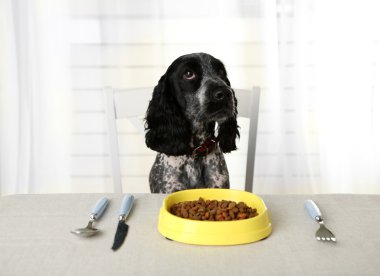 Köpek kibbles tabak yemek masası üzerinde seyir