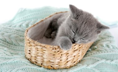 Hasır sepet sıcak ekose, closeup üzerinde de şirin Gri kedi