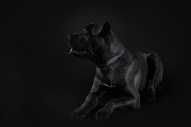 Cane corso Italiano köpek