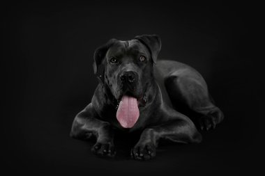 Cane corso Italiano köpek