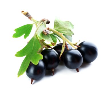 Beyaz izole yeşil yaprakları ile vahşi Siyah frenk üzümü