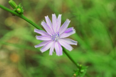 Doğal arka plan bulanık çiçek closeup