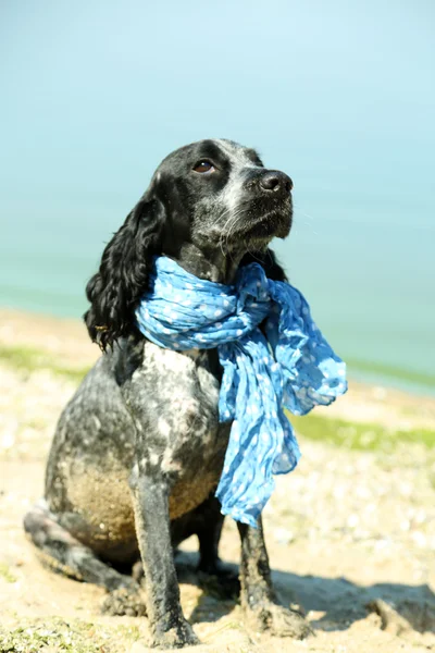 Russian spaniel on beach, outdoors — Stock Photo, Image