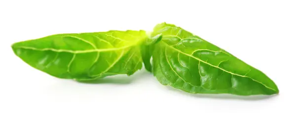 Leaf of green fresh basil isolated in white — Stock Photo, Image