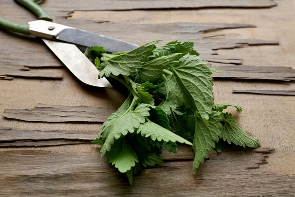 Leaves of lemon balm with scissors on wooden background — Stock Photo, Image