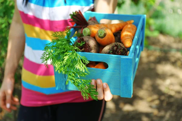 Mains féminines tenant une caisse en bois avec de nouveaux légumes frais dans le jardin — Photo