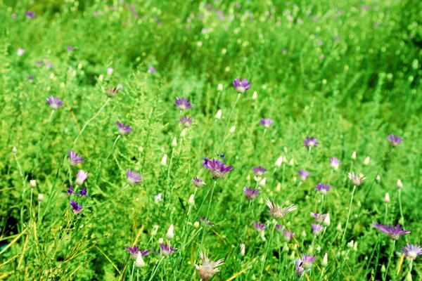 Belo campo verde com pequenas flores ao ar livre — Fotografia de Stock