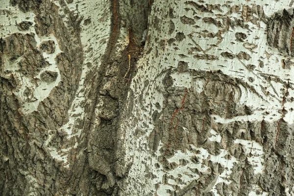 Φόντο υφής φλοιού δένδρου — Φωτογραφία Αρχείου