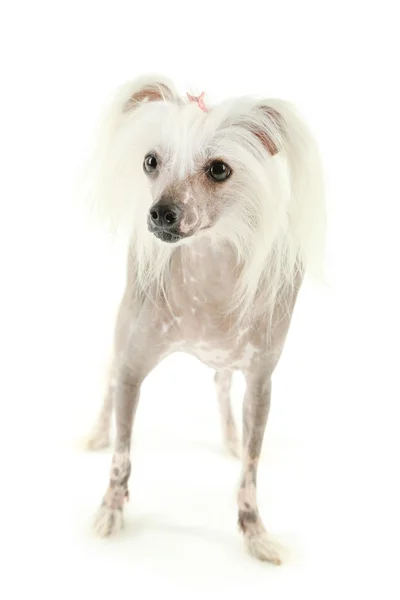 Chinese Crested dog — Stock Photo, Image