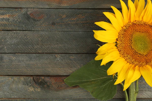 Hermoso girasol sobre fondo de madera — Foto de Stock