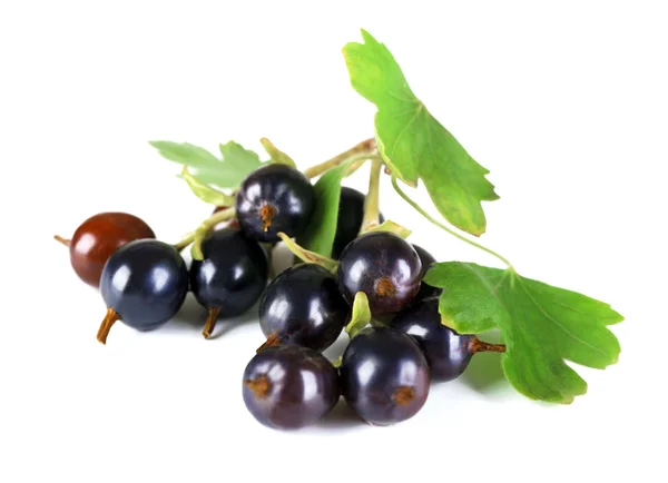 Grosella negra silvestre con hojas verdes aisladas en blanco — Foto de Stock