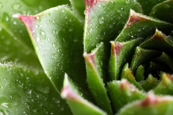 Schöne sukkulente Pflanze mit Wassertropfen aus nächster Nähe — Stockfoto