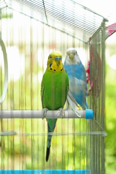Cute colorful budgies — Stock Photo, Image
