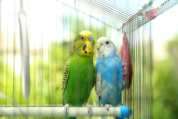 Niedliche bunte Wellensittiche — Stockfoto