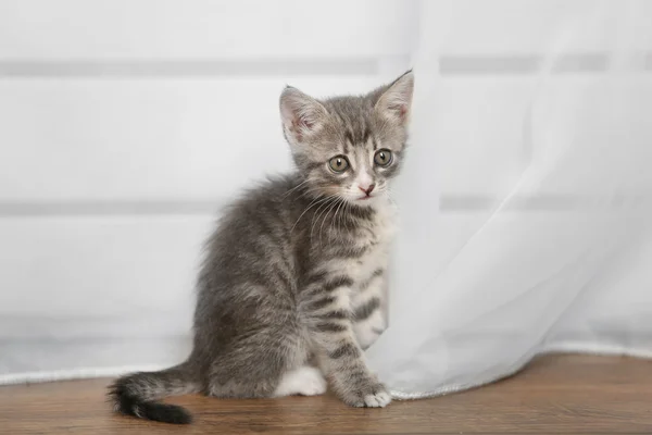 Χαριτωμένο γατάκι γκρι — Φωτογραφία Αρχείου