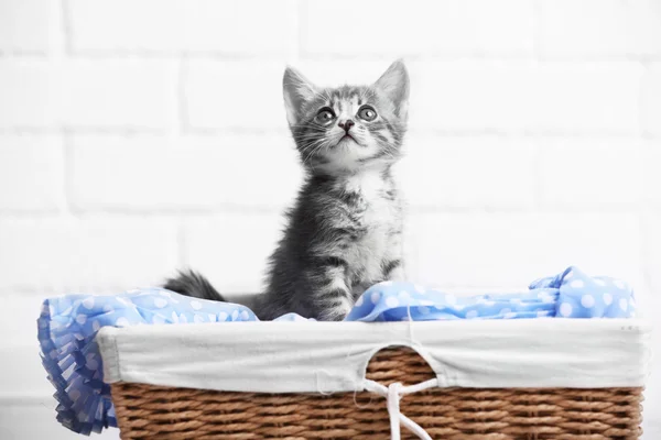 Niedliches graues Kätzchen — Stockfoto