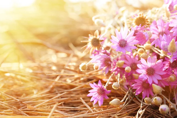 Schöne Wildblumen auf Stroh mit Sonnenlicht — Stockfoto