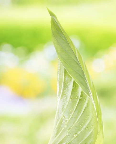 Verse groene blad met druppels close-up — Stockfoto