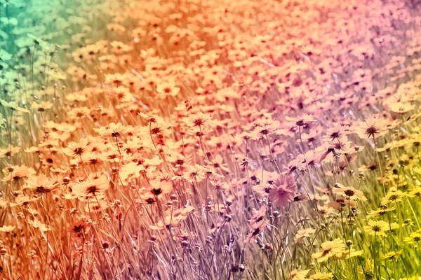 カラフルな色調とコスモスの花 — ストック写真