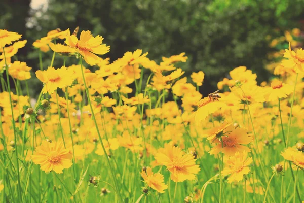 Bellissimi fiori del cosmo nel campo con la luce del sole — Foto Stock