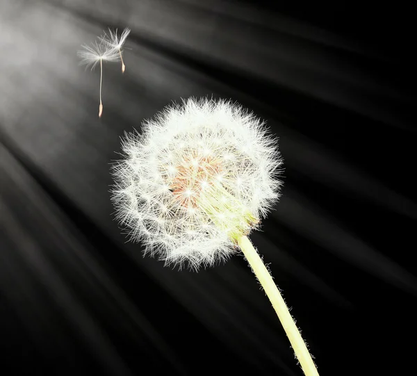 Dandelion and flying seeds on black background — Stock Photo, Image