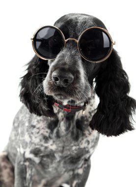 Bununla birlikte güneş gözlüklü şirin köpek