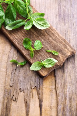 Yeşil taze fesleğen