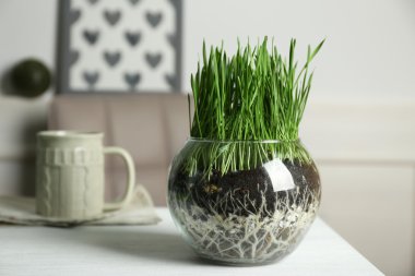 Şeffaf yeşil çim potu