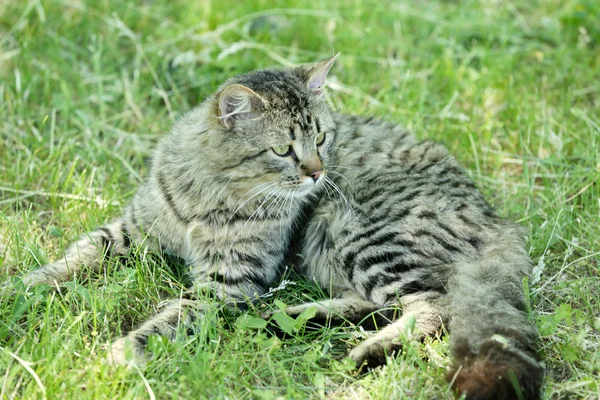 Niedliche Katze über grünem Gras — Stockfoto