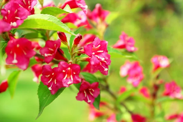 Flowering branch of bush — Stock Photo, Image