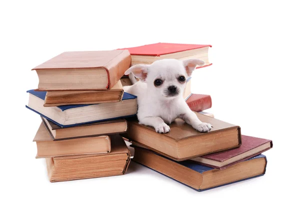 Chihuahua-Hund auf Bücherhaufen — Stockfoto