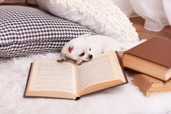 Cane chihuahua con libro e cuscini — Foto Stock