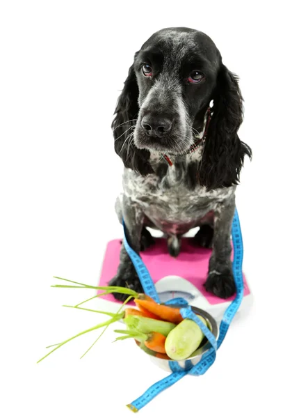 Hond op schaal in de buurt van kom van groenten — Stockfoto