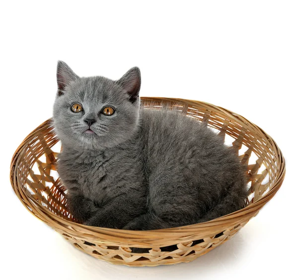 Niedliches graues Kätzchen im Weidenkorb — Stockfoto