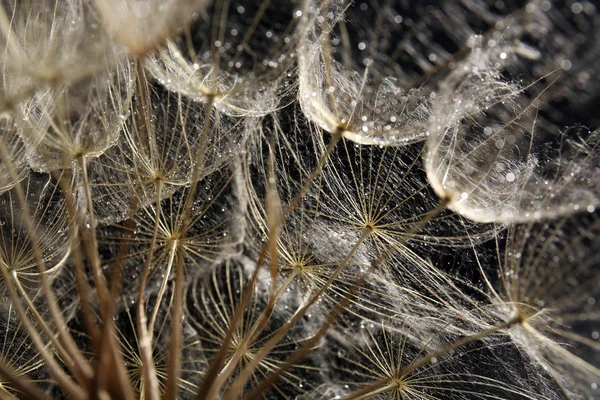 Schöner Löwenzahn mit Wassertropfen — Stockfoto