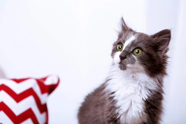 Lindo gatito gris en el sofá — Foto de Stock