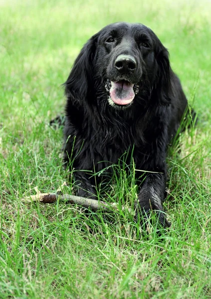 Μεγάλο μαύρο σκυλί, παίζοντας με το ραβδί — Φωτογραφία Αρχείου