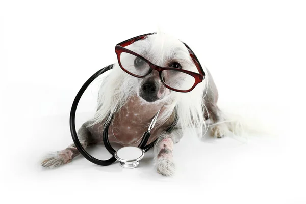 Perro chino sin pelo con gafas y estetoscopio —  Fotos de Stock