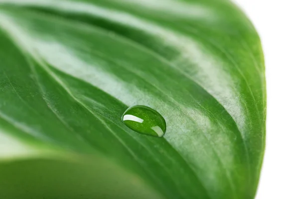 Green leaf with droplet — Stock Photo, Image