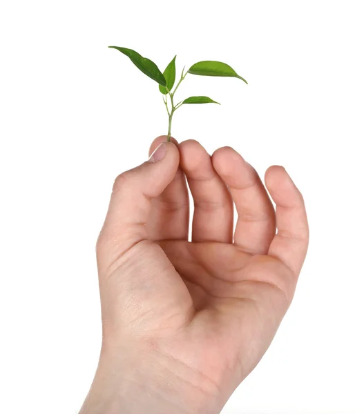 Male hand with green plant — Stock Photo, Image