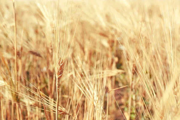 Belo campo de verão — Fotografia de Stock