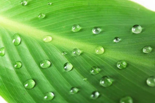 Зеленый лист с капельками — стоковое фото