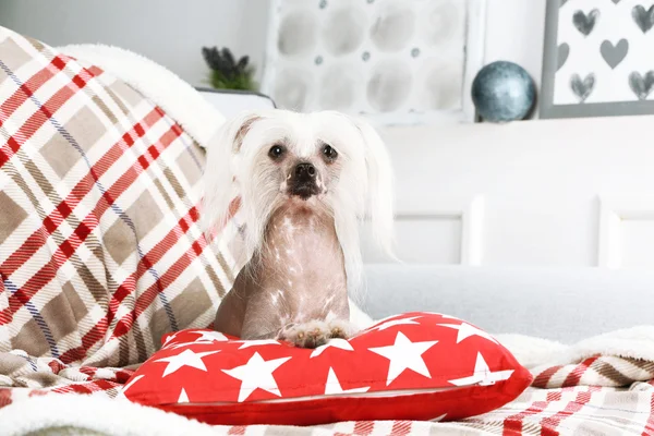Chino cresta perro descansando en sofá —  Fotos de Stock