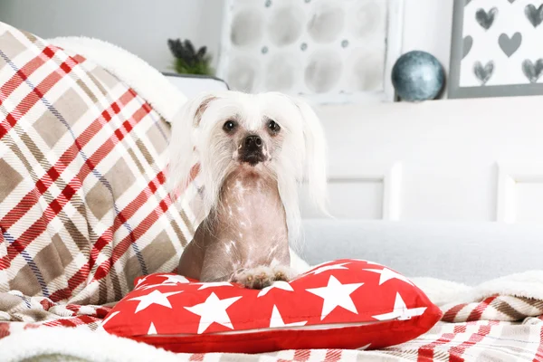 Chien chinois à crête reposant sur un canapé — Photo