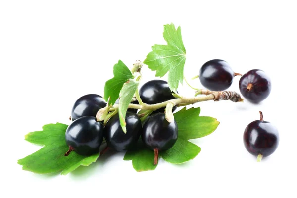 Wild black currant — Stock Photo, Image